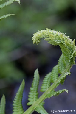 Opening frond